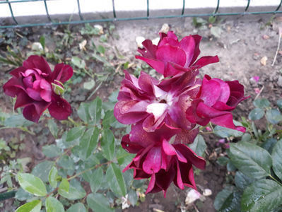 Burgundy Iceberg floribunda_swane_90cm sau 120-180cm_zone 6-9b 