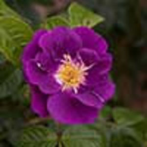 Rapsody in Blue 20__david austin_shrub purple magenta_150tall 120wide