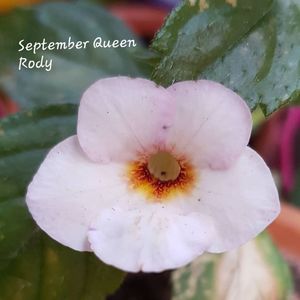 September Queen