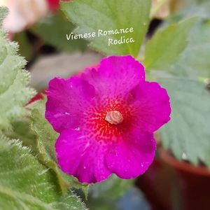 Vienese Romance