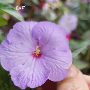 Ever