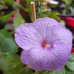 Ever