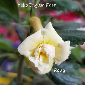 Yello English Rose