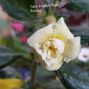 Yello English Rose