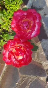 Double delight