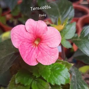 Teracotta