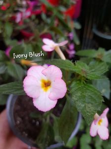 Ivory Blush