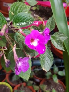 Lavander Fancy