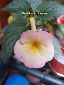 Strawberry Lemon
