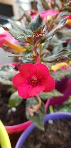 Summer Flame