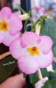 Ivory Blush
