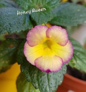 Honey Queen