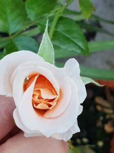 IMG-20180914-WA0002