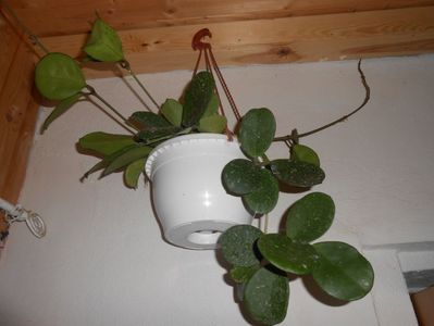 Hoya Obovata
