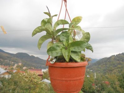hOYA krinke8