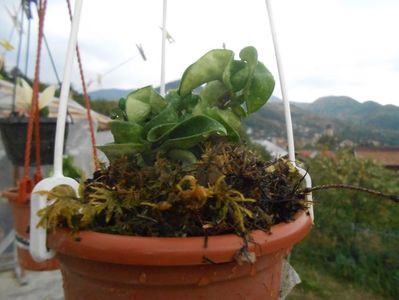 Hoya Compacta