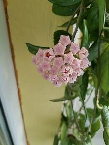 ; Carnosa pink
