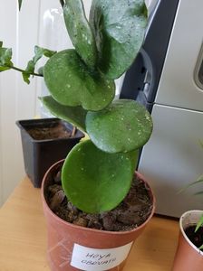 ; Obovata
