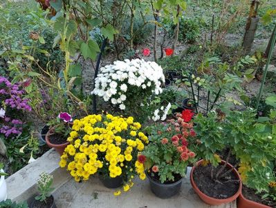 ; Din gradina
