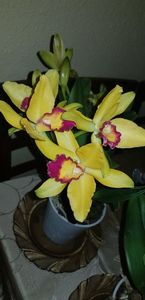 Cattleya