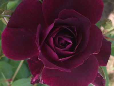 Burgundy ice