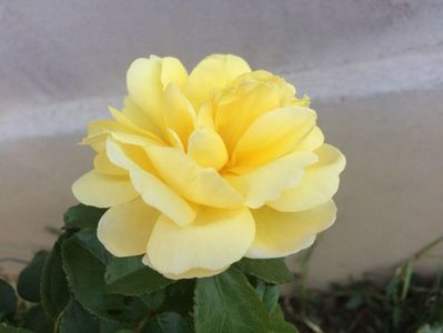 Sunshine day dream