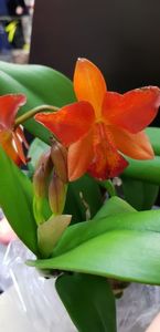 cattleya laelia milleri