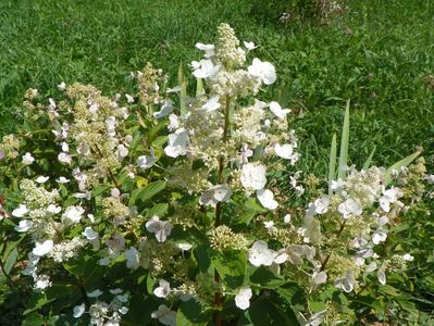 hydrangea paniculata Interhydia