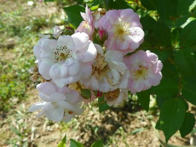 Perennial Blush