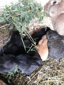 La 25zile-zece nazdravani; Urmasi a lui M3-albastru
