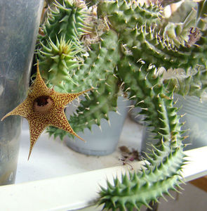 Huernia pillansii