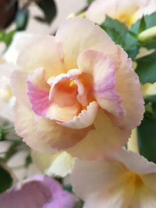 Yellow English Rose