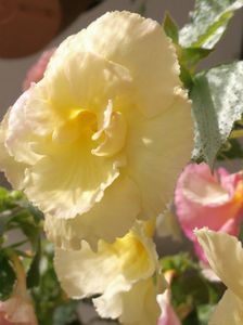 Yellow English Rose