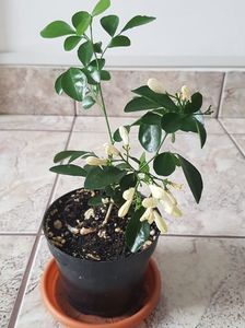 Murraya; Multumesc, @doinabacau
