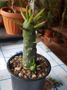 Opuntia subulata var monstruosa