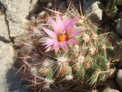 Coryphantha vivipara