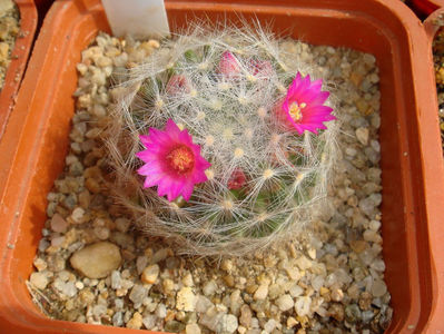 Mammillaria laui dasyacantha