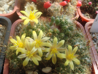 Mammillaria surculosa