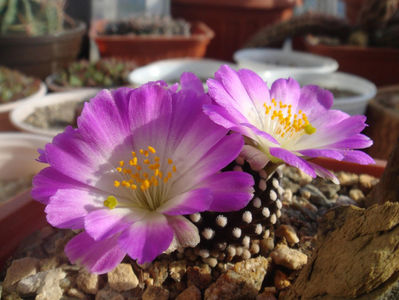 Mammillaria luethyi