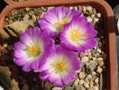 Mammillaria luethyi