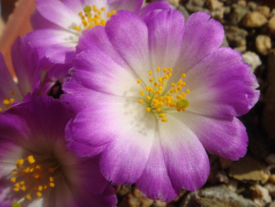 Mammillaria luethyi