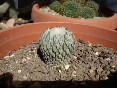 Pelecyphora aselliformis