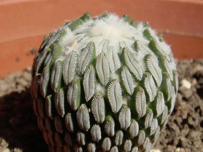 Pelecyphora aselliformis1