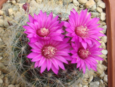 Mammillaria zeilmanniana