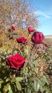 Un trandafir minunat; Rosu sangeriu inchis, petale catifelate puternic mirositoare. Floarea mare cu aprox 35 petale. Aprox 1,5 m inaltime, frunze verde inchis - lucioase, Tije viguroase cu spini mari. Rezistent la frig si 
