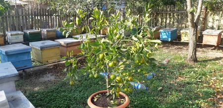 Citrus sinensis tarocco dal muso