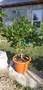 Citrus sinensis moro fructe violet; 300 lei
