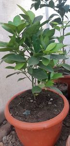 Citrus sinensis moro fructe violet; 130 lei
