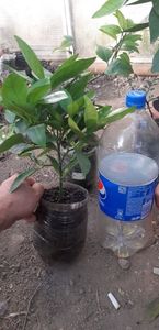 Citrus sinensis moro fructe violet; 70 lei
