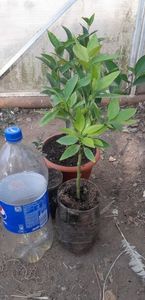 Citrus sinensis moro fructe violet; 50 lei
